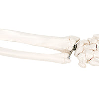 3B Scientific Anatomical Model - loose bones, hand skeleton with ulna and radius, left (bungee) - Includes 3B Smart Anatomy