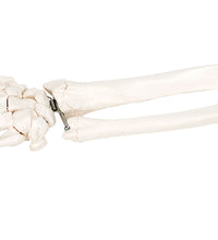 3B Scientific Anatomical Model - loose bones, hand skeleton with ulna and radius, right (bungee) - Includes 3B Smart Anatomy