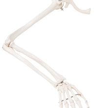 3B Scientific Anatomical Model - loose bones, arm skeleton with scapula and clavicle (wire) - Includes 3B Smart Anatomy