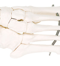 3B Scientific Anatomical Model - loose bones, foot skeleton (wire) - Includes 3B Smart Anatomy