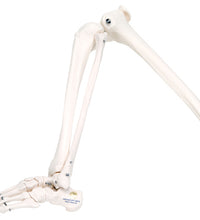 3B Scientific Anatomical Model - loose bones, leg skeleton (wire) - Includes 3B Smart Anatomy