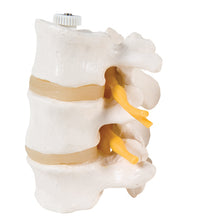 3B Scientific Anatomical Model - 3 Lumbar Vertebrae, flexibly mounted - Includes 3B Smart Anatomy