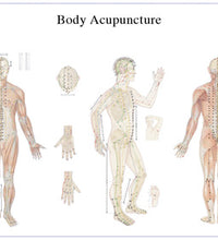 Anatomical Chart - acupuncture body, laminated