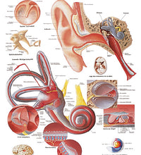 Anatomical Chart - ear, laminated