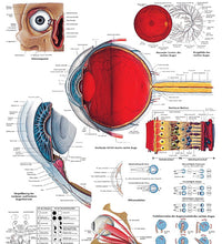 Anatomical Chart - eye, laminated