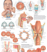 Anatomical Chart - larynx, laminated