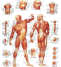 Anatomical Chart - musculature, sticky back