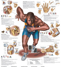 Anatomical Chart - sports injuries, laminated