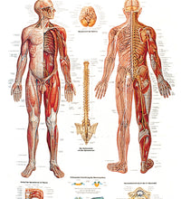 Anatomical Chart - nervous system chart, sticky back