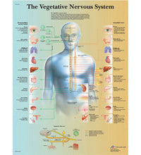 Anatomical Chart - vegetative nervous system, laminated