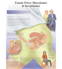 Anatomical Chart - female urinary incontinence chart, laminated