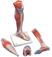 3B Scientific Anatomical Model - Lower Muscle Leg with detachable Knee, 3 part, Life Size - Includes 3B Smart Anatomy