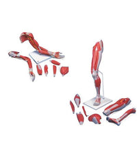 Anatomy Set Life-Sized Muscled Arm & Leg Luxury