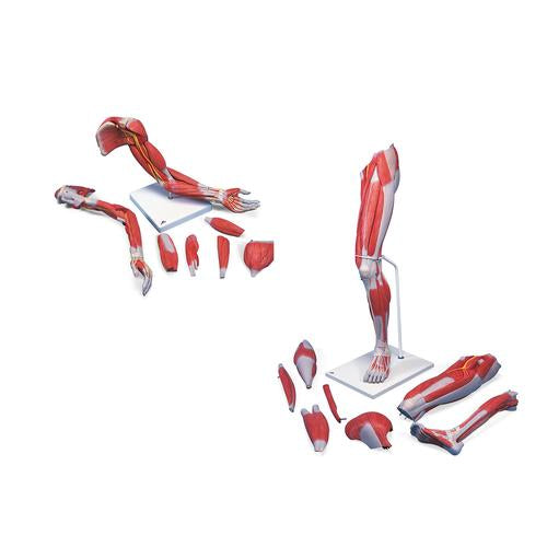 Anatomy Set Life-Sized Muscled Arm & Leg Luxury