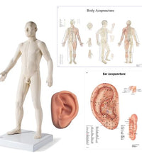 Male Acupuncture, L ear model, body and ear chart
