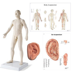 Male Acupuncture, L ear model, body and ear chart