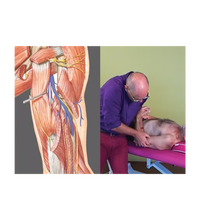 Primary Image Link