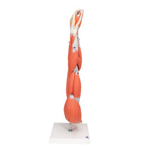 Primary Image Link
