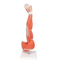 Primary Image Link