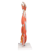 Primary Image Link