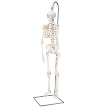 Primary Image Link
