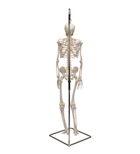 Primary Image Link