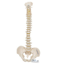 Primary Image Link