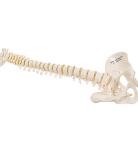 Primary Image Link