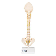 BONElike Child's Vertebral Column Model - 3B Smart Anatomy