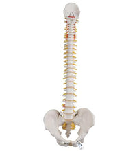 Primary Image Link