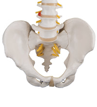 Primary Image Link