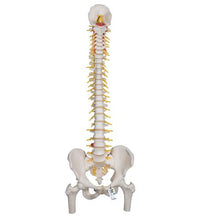 Primary Image Link
