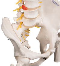 Primary Image Link