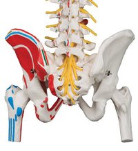 Primary Image Link