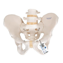 Human Male Pelvis Skeleton  Model - 3B Smart Anatomy