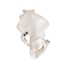 Primary Image Link