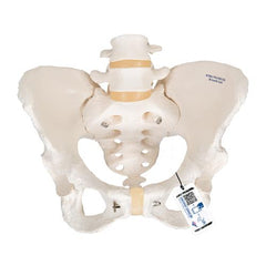 Human Female Pelvic Skeleton Model - 3B Smart Anatomy