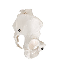 Primary Image Link