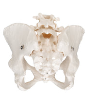 Primary Image Link