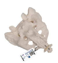 Primary Image Link