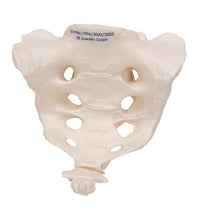 Primary Image Link