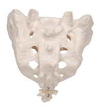 Primary Image Link
