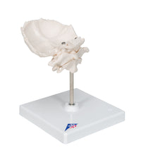 Primary Image Link