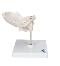 Primary Image Link