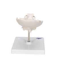 Primary Image Link