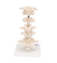 Primary Image Link