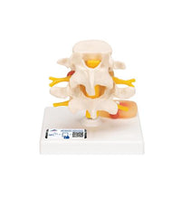 Primary Image Link