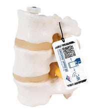 Primary Image Link