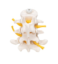 Primary Image Link