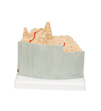 Primary Image Link